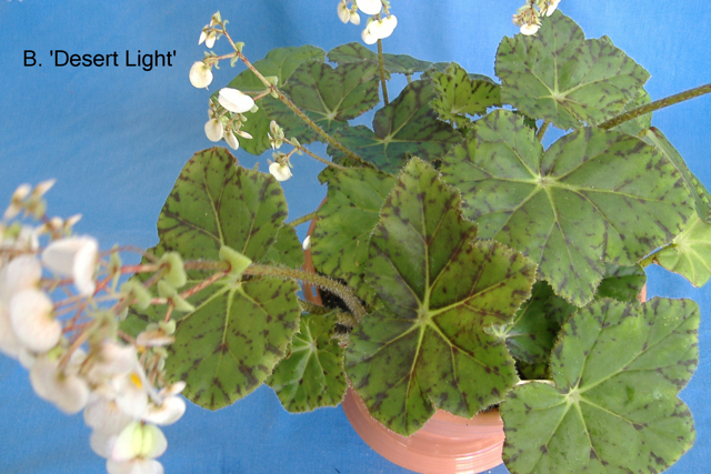 B. ‘Desert Light’